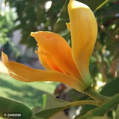 Natural Golden Champa Plant-thumb0