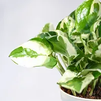 Natural Money Plant-thumb1