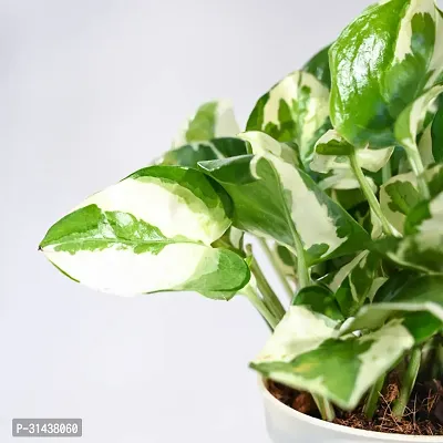 Natural Money Plant-thumb2