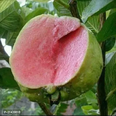 Natural Guava Plant-thumb0