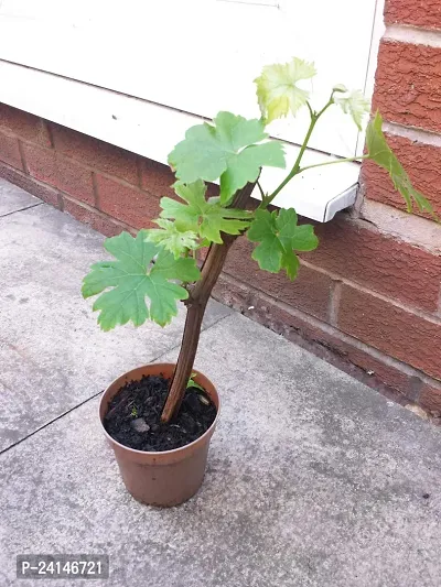 Grapes Plant