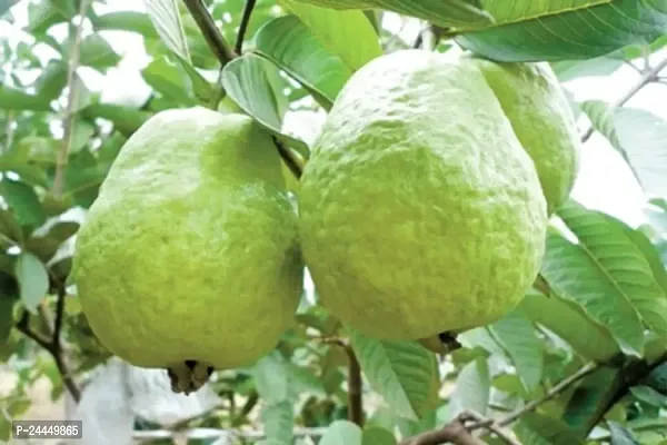 Natural Guava Plant-thumb0