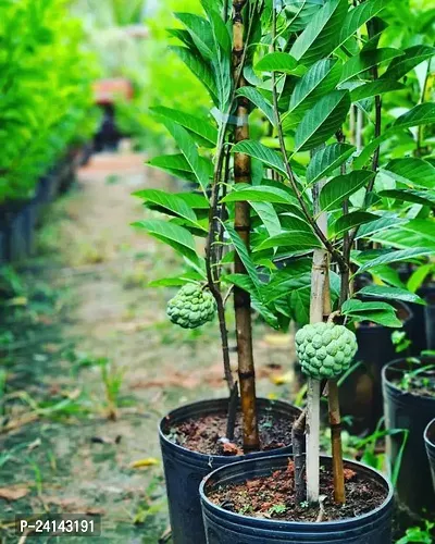 Custard Apple Plant