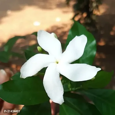 Natural Jasmine Plant-thumb0