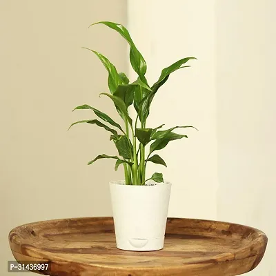 Natural Peace Lily Plant-thumb0