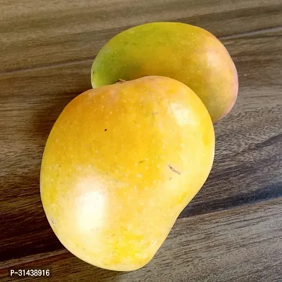 Natural Mango Plant