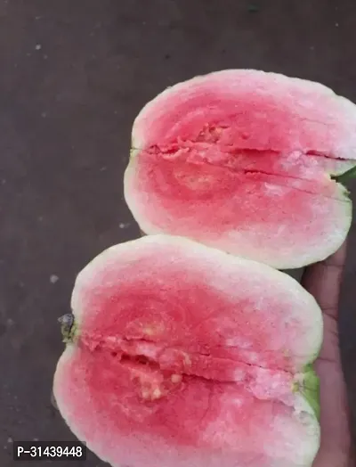 Natural Guava Plant