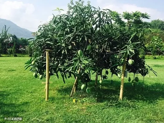 Natural Mango Plant-thumb0