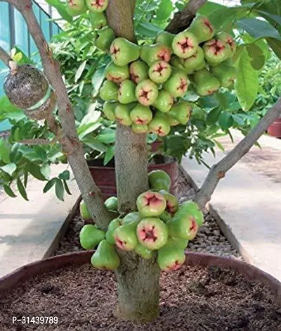 Natural Guava Plant-thumb0