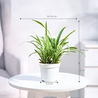 Natural Spider Plant-thumb4