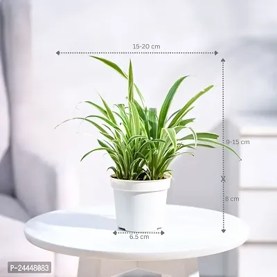 Natural Spider Plant-thumb5