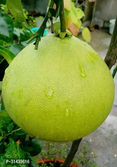 Natural Lemon Plant