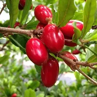 Natural Berry Plant-thumb1