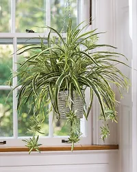 Natural Spider Plant-thumb3