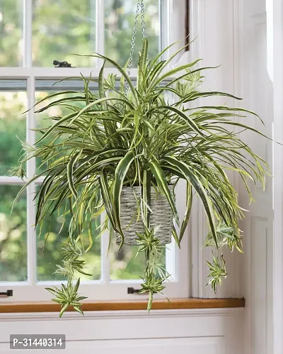 Natural Spider Plant-thumb4