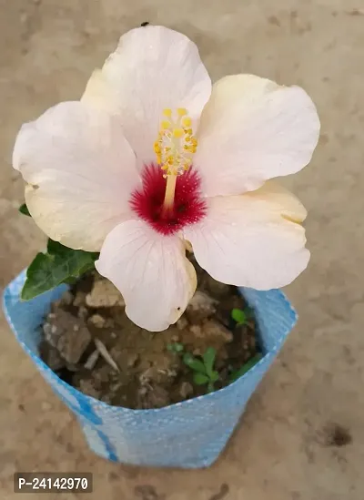 Hibiscus Plant