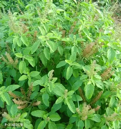 Natural Tulsi Plant-thumb0