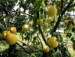 Natural Pomelo Plant-thumb2