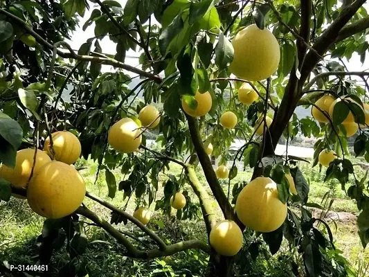 Natural Pomelo Plant-thumb3