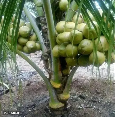 Natural Coconut Plant-thumb0