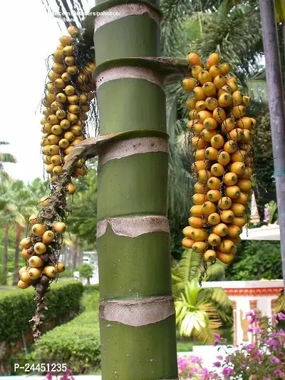 Natural Betel Nut - Supari Plant