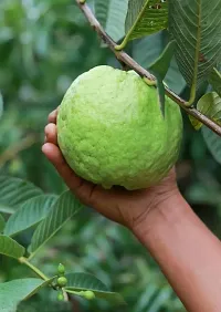 Natural Guava Plant-thumb1