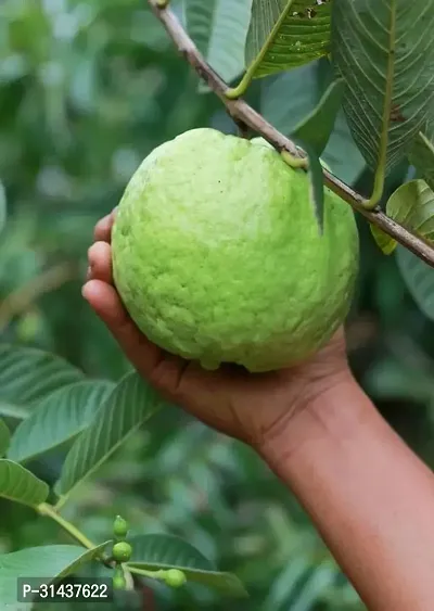 Natural Guava Plant-thumb2