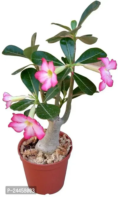 Natural Adenium Plant