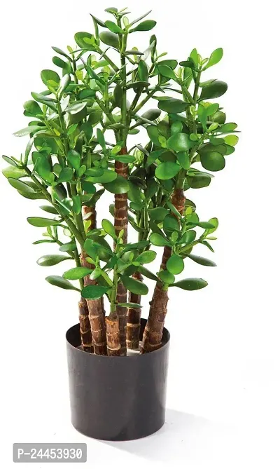 Natural Crassula Bonsai Plant-thumb0