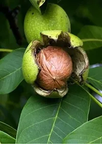 Natural Walnut Plant-thumb2