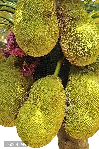 Jackfruit Plant-thumb0