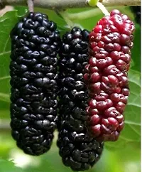 Natural Shahtoot/Mulberry Plant-thumb1