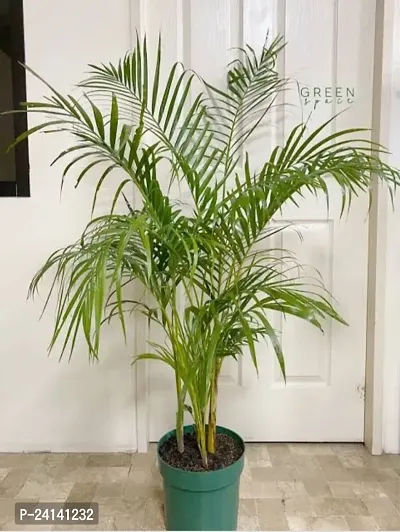 Areca Palm