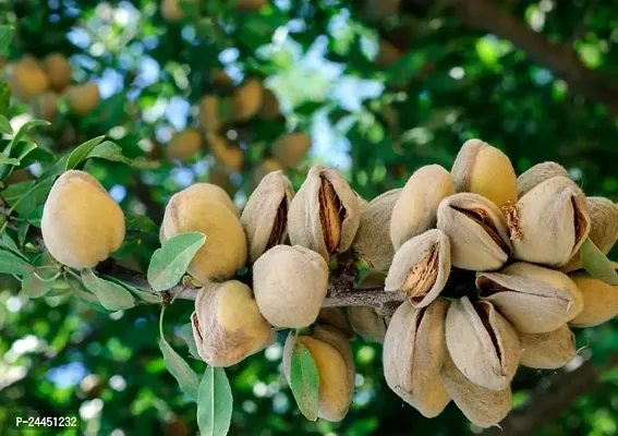 Natural Almond Plant-thumb2