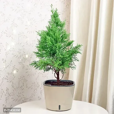 Natural Christmas Tree Plant-thumb0