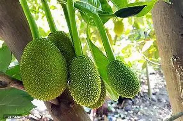 Jack Fruit Plant