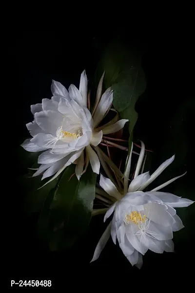 Natural Brahma Kamal Plant