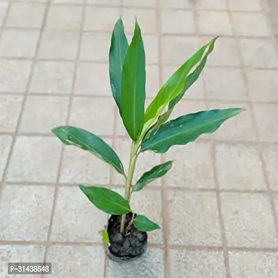 Natural Elaichi/Cardamom Plant