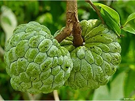 Natural Custard Apple Plant-thumb2