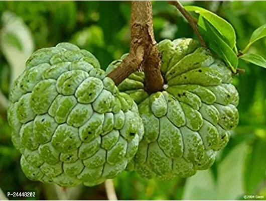 Natural Custard Apple Plant-thumb3