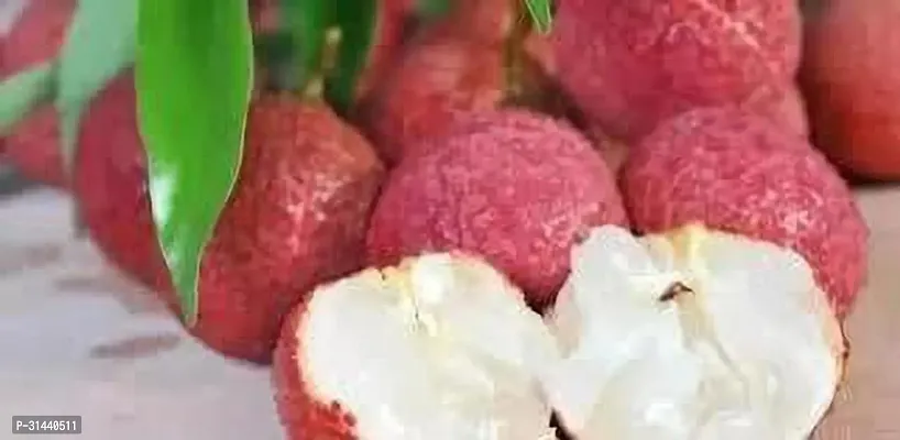 Natural Litchi Plant-thumb2