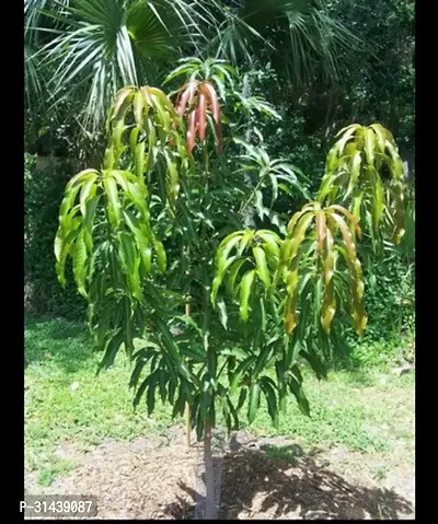 Natural Mango Plant-thumb5