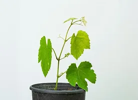 Natural Grapes Plant-thumb2