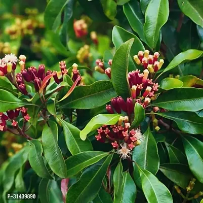 Natural Clove Plant-thumb0