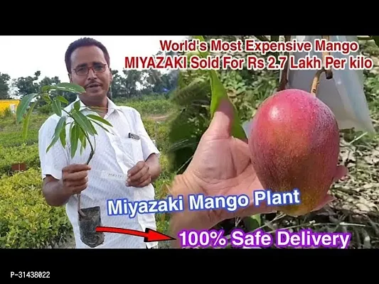 Natural Mango Plant