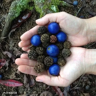 Natural Rudraksha Plant-thumb0