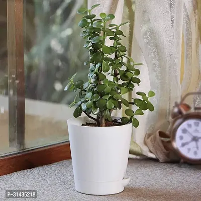 Natural Crassula Plant