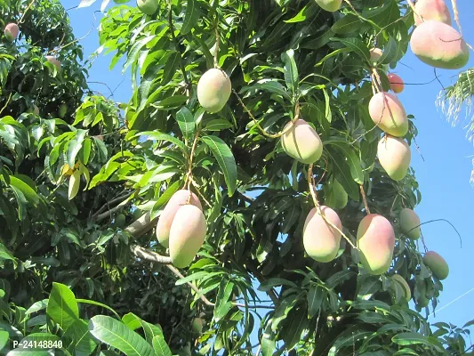 Mango Plant