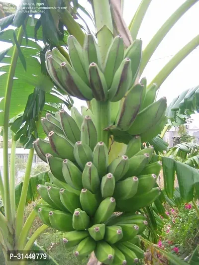 Natural Banana Plant-thumb2