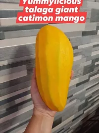 Mango Plant-thumb2